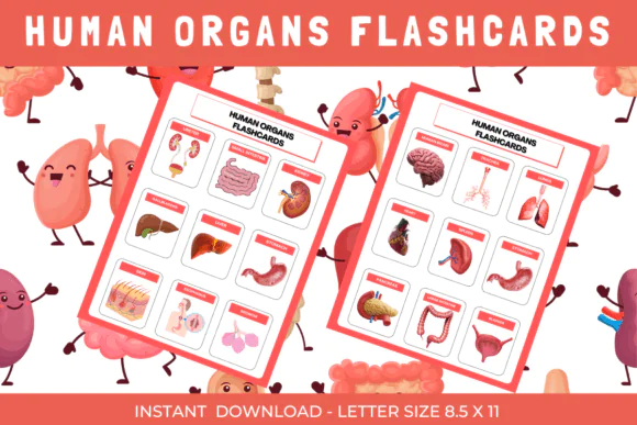 Human Organs Montessori Flashcards Set Printable | Anatomy Learning Cards for Kids, Science Lessons, Homeschool, Special Education & Early Learning