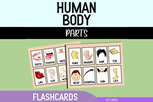 Human Body Parts Flashcards | Printable Anatomy Learning Cards for Kids, Homeschool, Classroom Science, Health Education & Early Body Vocabulary Practice