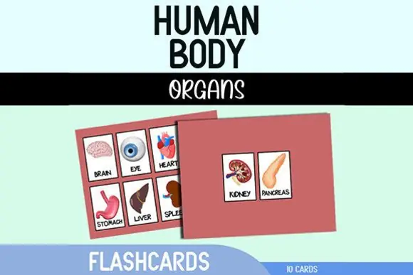 Human Body Organs Flashcards | Printable Anatomy Learning Cards for Kids, Homeschool, Classroom Science, Health Education & Human Body Study